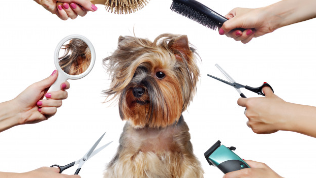 ACTUALITZACIÓ DE LES MESURES ESTABLERTES EN L’ORDRE DE 6 DE MAIG DE 2020, PER LA QUAL ES VA APROVAR EL PROTOCOL D’ACTUACIÓ EN MATÈRIA DE SALUT LABORAL, EN EL MARC DE L’ESTRATÈGIA DE RESPOSTA A LA INFECCIÓ PEL COVID-19, EN EL SECTOR DE PERRUQUERIES CANINES (BOIB 20-05-2020)