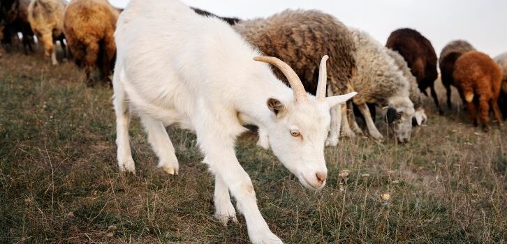 Ajudes al sector agrícola i ramader a Formentera